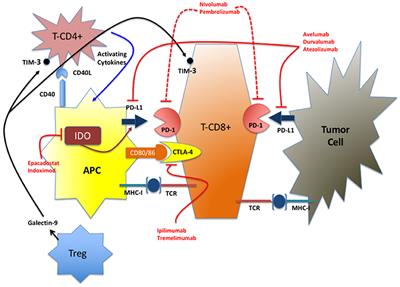 Immune Checkpoints and Innovative Therapies in Glioblastoma